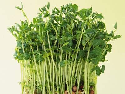 豆芽的營養(yǎng)價(jià)值 吃豆芽有什么好處 食用豆芽需要注意的地方