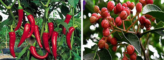 灌縣老媽砂鍋串串香唱響成都串串香加盟強(qiáng)音